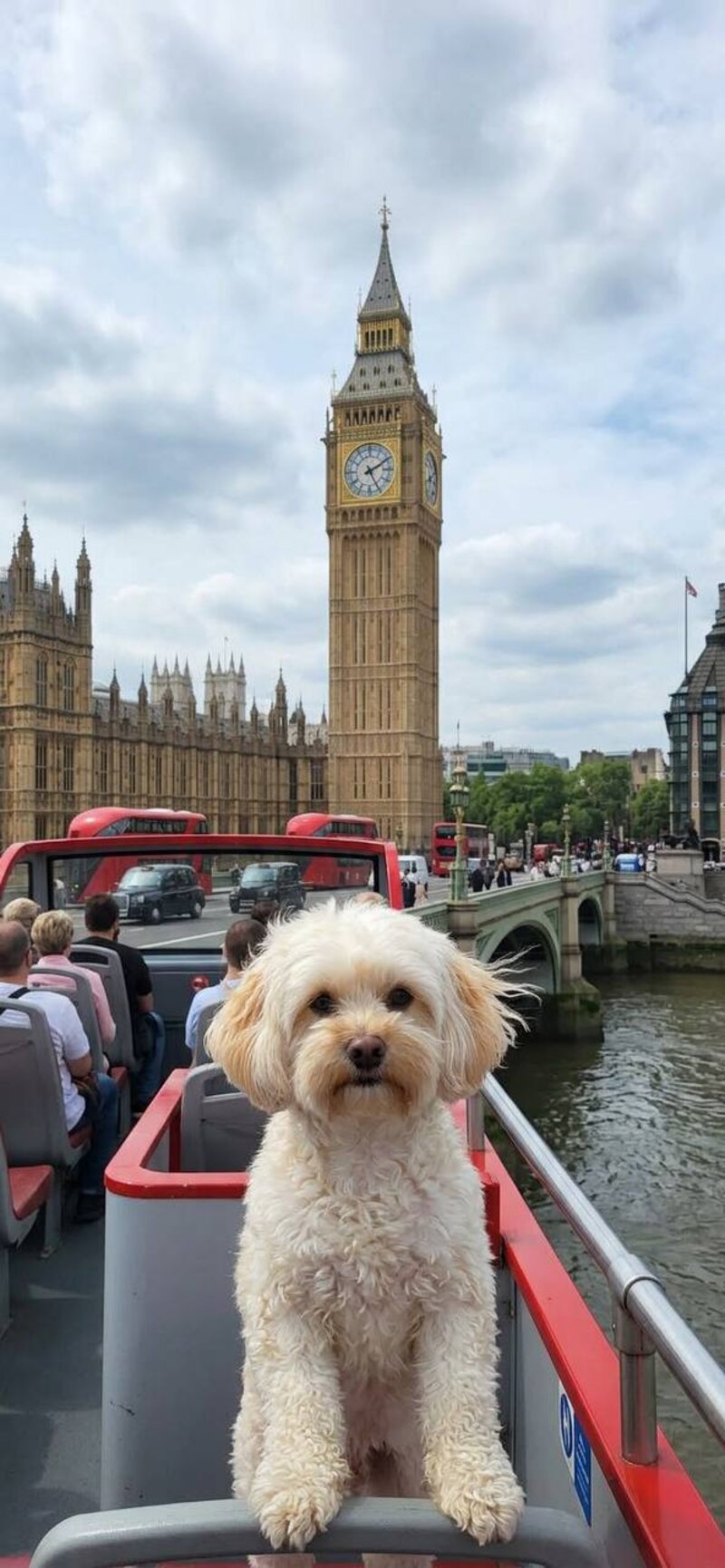 Той-пудель